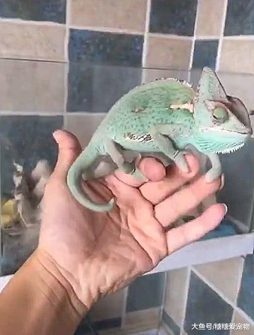 养变色龙的优点，夏日苍蝇蚊子最烦人，主人：还好我有捕蝇神器！