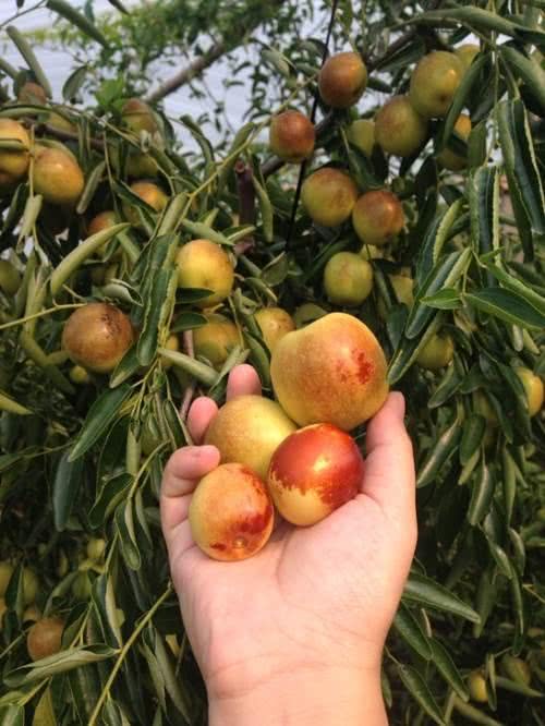 果农们想要出售更好的价格, 最好做到这几点。一定有帮助。