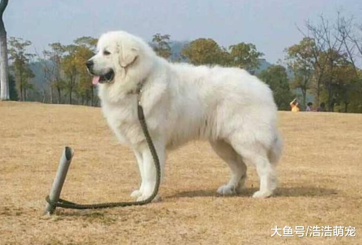 哪些犬類能在危難之際為主人護命？牧羊犬上榜，第一智商高