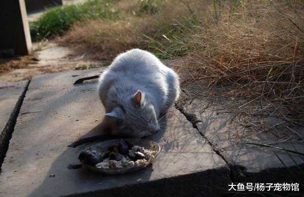流浪猫妈带病产子后被猫王驱逐，藏在井里生活，只为看孩子一眼！