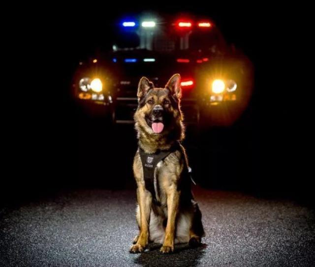 是在拍电影吗？这些帅气警犬执行任务，卖萌、耍帅样样都行！