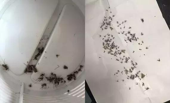 中国又一发明！纯物理的“万能灭蚊器”，让你天天帮蚊子收尸体