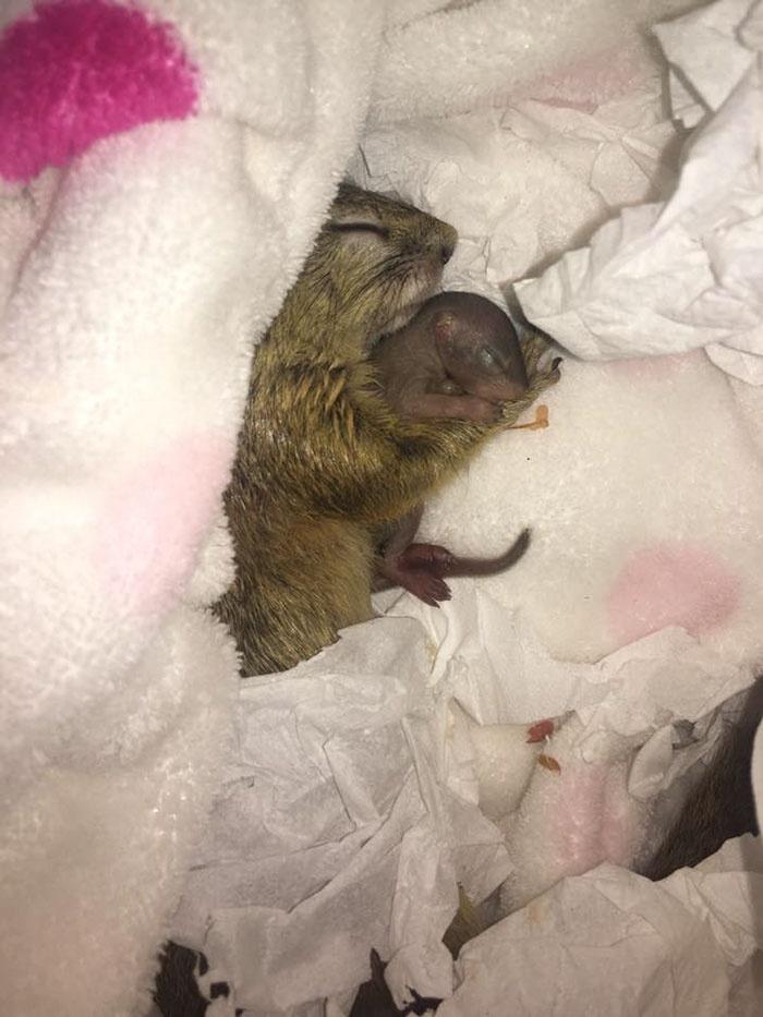 网友救一只野生的松鼠宝宝, 它习惯与人类共同生活, 不肯离开