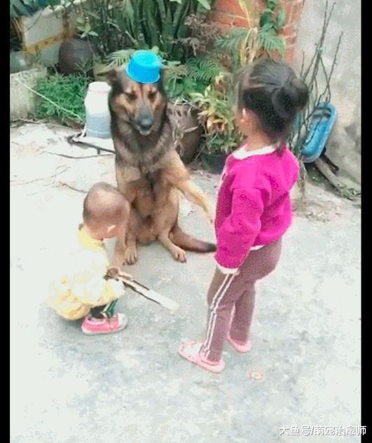 两个孩子拉着德牧玩过家家游戏, 它一脸无奈: 为这个家付出太多!