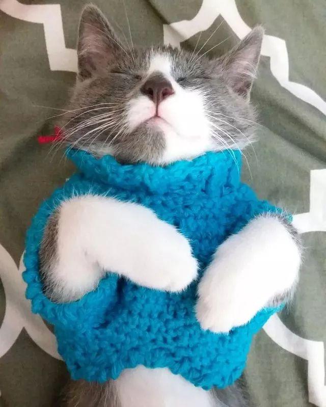 穿上毛衣之后的猫咪, 更可爱了鸭