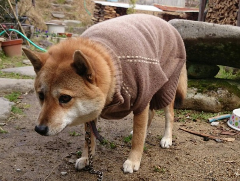 “我喜欢这公园，绝不回去汪！”12张狗狗的直率表情照让你笑不停