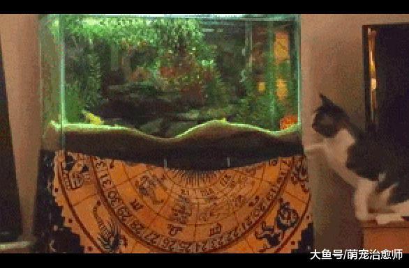 貓咪想要抓魚缸里的魚，準備了好久卻起跳偏了，是假動作嗎？