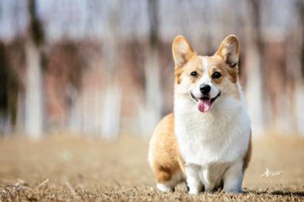 家里有小孩，又想养一只狗狗，那么可以考虑养以下几种狗狗