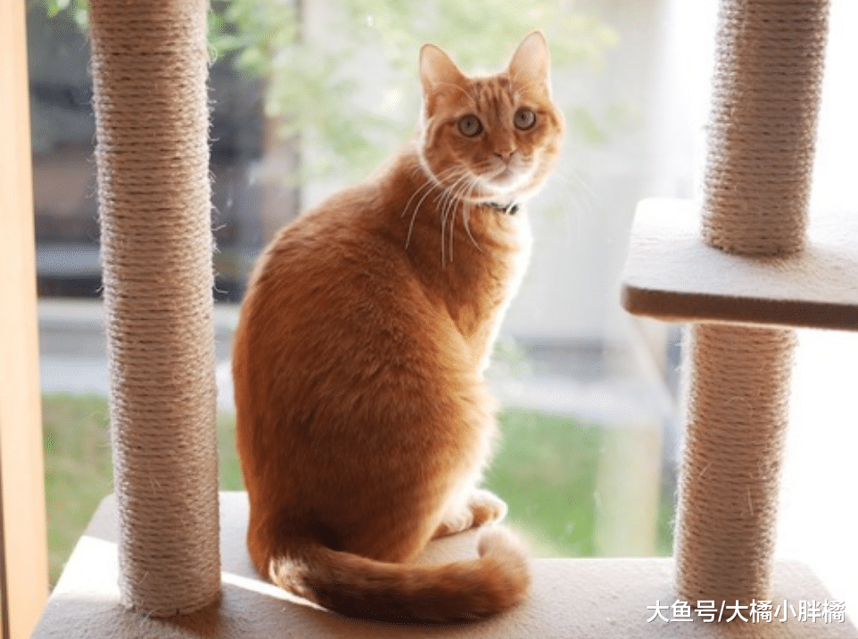 猫咪“回头看”的5个场景，怪不得那么敏感，你家猫咪也爱这样吗