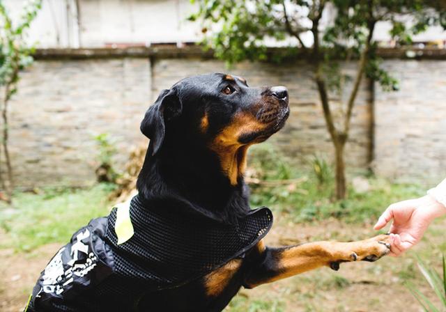 狗狗用爪习惯也有差异,右边冷静左边温柔,那左右混用是什么?