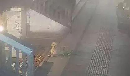 大金毛被偷三天不吃不喝，可它绝食抗议后果却是...