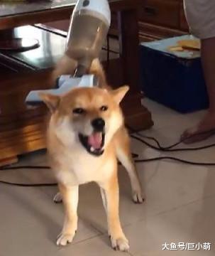 吸尘器的新功能，柴犬躺在地上接受主人服务，爽到腿都提起来了