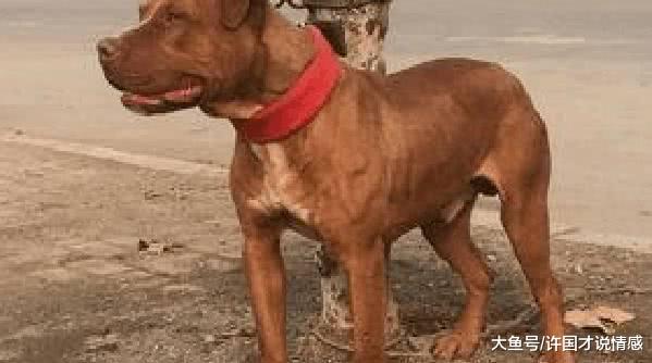 比特犬死死咬住土狗，小主为了保护狗狗，竟然用脚去踢凶狗比特