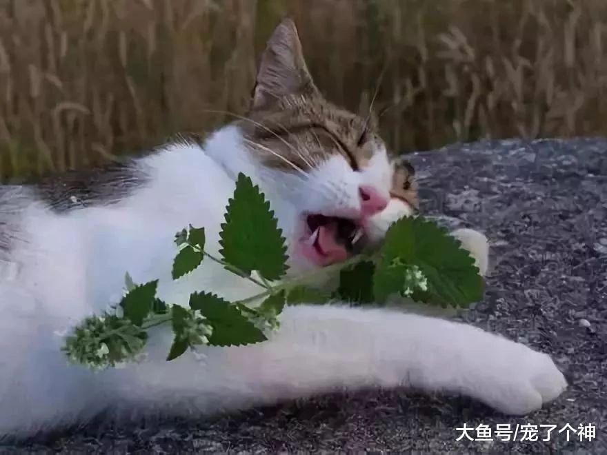 被毛孩子成功馋哭，请问能偷吃它的猫薄荷吗？