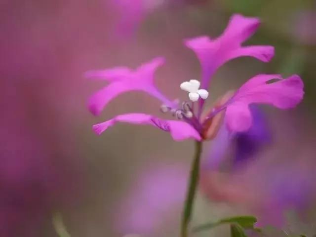 6个花卉拍摄技巧，巧助你成为“拍花大师”