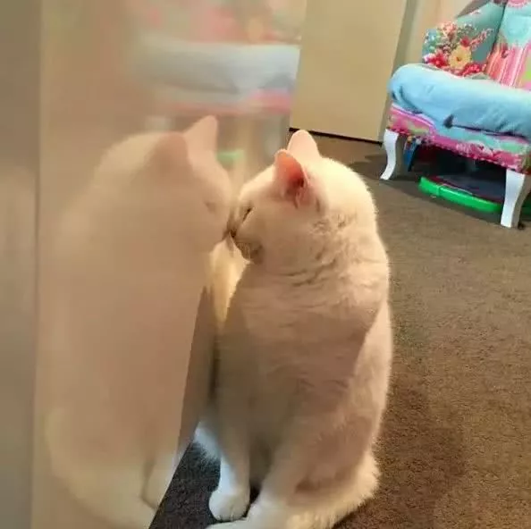 大型实力劝退养猫场面，看得我的心脏都快受不了啦