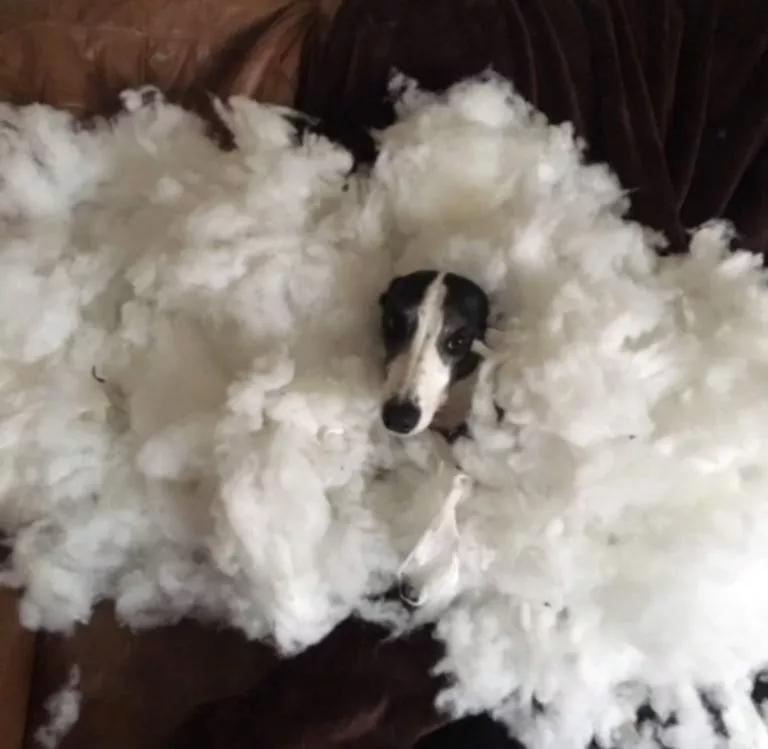 这5只宠物狗都上过报纸，堪称破坏之王，主人都以为家中遭贼