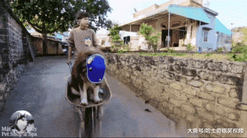 阿拉快一百斤了，還當自己是奶狗，連狗帶車一起推河里去吧