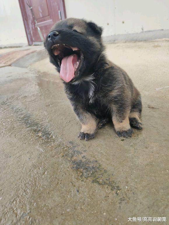 网友给小狗弄了个睡袋，这样睡觉就不会冷了，可它总睡出来