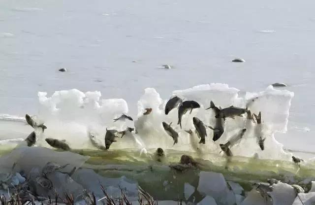 20张难以置信的照片，证明大自然无所不能！