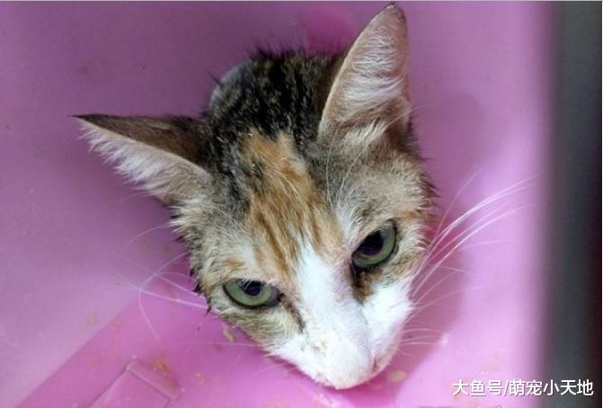 因晚上会叫三花猫就被主人退养，厌食剩1.6公斤想饿死自己