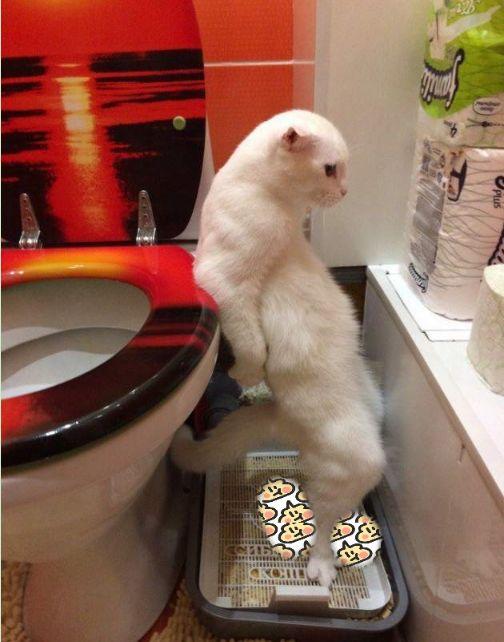 猫咪站着上厕所: 图1人类附身, 图3骨骼清奇, 网友: 都是神仙猫