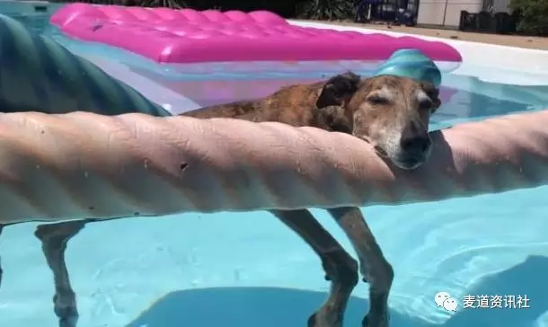 能将泳池玩出澡堂的感觉，大概只有这只狗了！