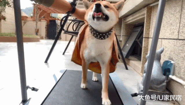 U+推荐 | 豪华狗窝：中式泳池豪宅、田园风情别墅、三层跳台别墅，人看了都想住