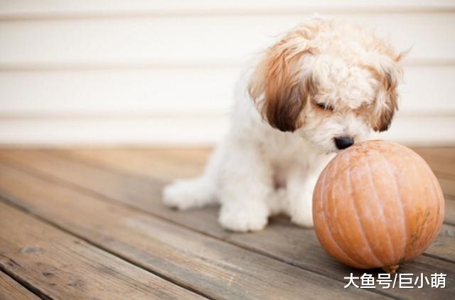 狗狗吃南瓜好处多，而且适合大多数狗狗吃，做法还很简单