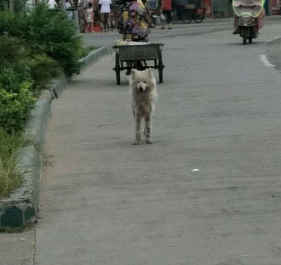 偶遇一只流浪萨摩耶，看到它身上的伤痕，女孩忍不住哭了！