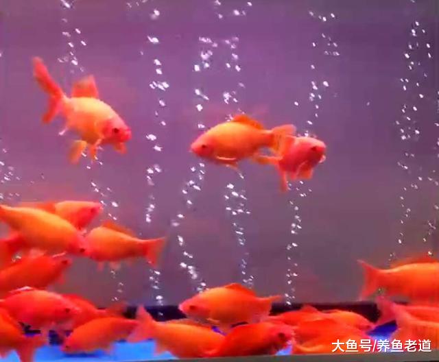 在饲养观赏鱼的过程中，应该让鱼儿适应我们还是我们要去适应鱼？