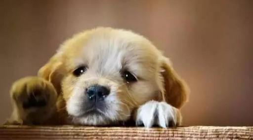 狗狗寄养之前，主人要注意这些，别让狗一离开自己就出事！