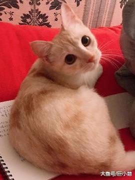 阳台出现超可爱自来猫，身上没有身份标识，这大概是上天的礼物吧