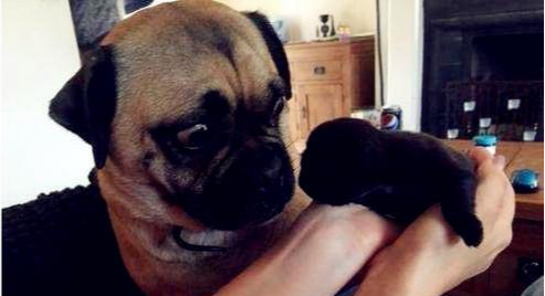 家里狗味太重，除臭劑究竟有沒有用？那又如何挑選好的除臭劑呢？