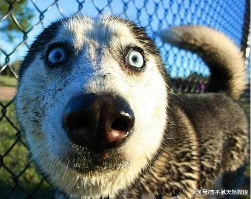 4种能和哈士奇比傻的狗，果然世界大了，什么都有