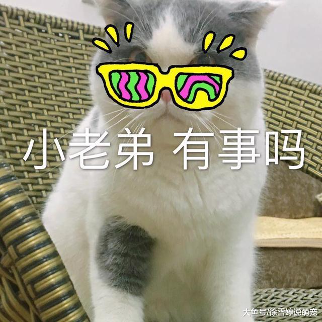 如何让自己的两只舔狗和平相处