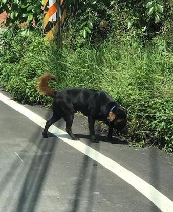 狗狗也爱美，背着主人跑去纹了个M字眉，黑狗黄眉就像搞笑漫画