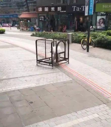 主人带萨摩耶去宠物店洗澡，一小时后来电话，差点把主人气个半死！