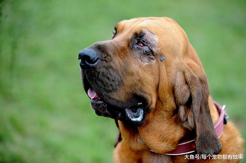 嗅觉最灵敏的犬种，通过气味追查的最高纪录是二百二十公里