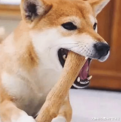 3种情况的狗狗可能已经患有狂犬病，希望你家狗狗一个都没有！