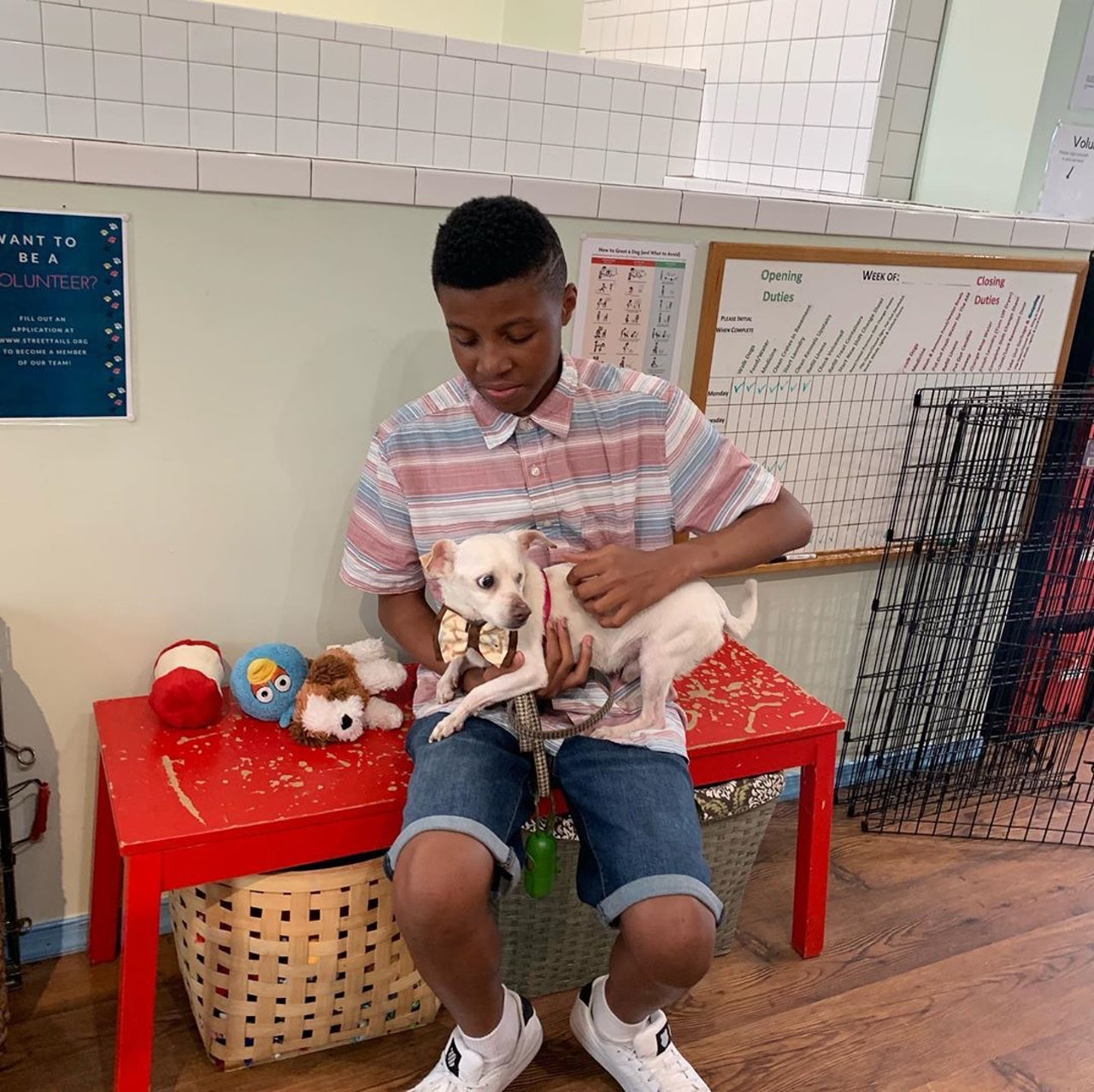 为帮助收容所貓狗被領养，12岁男孩灵机一动，妙计神助攻！