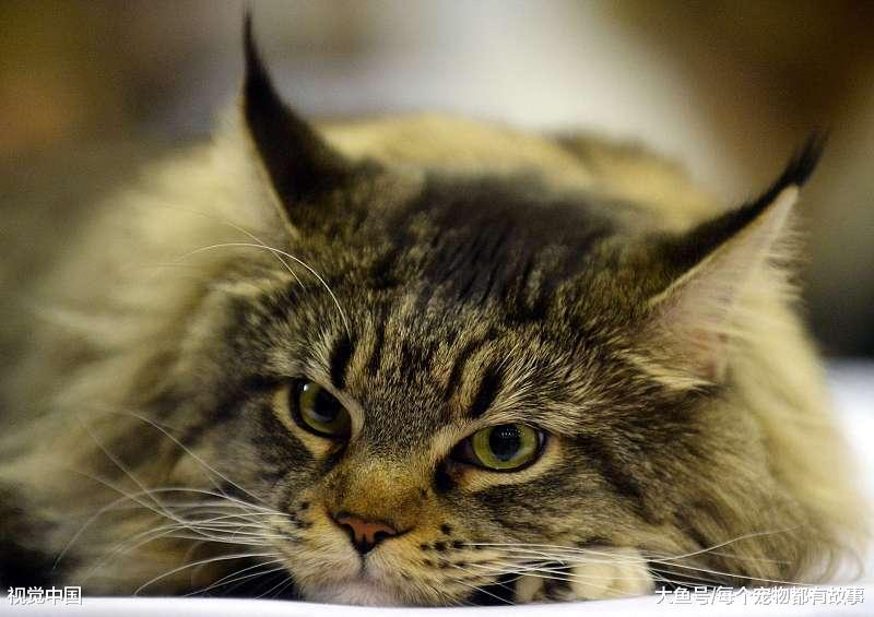 你家的猫咪打呼噜吗？猫咪打呼噜都有哪些原因，你知道几个