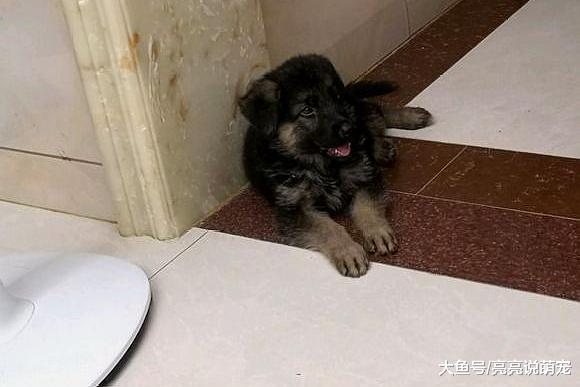 别看德牧现在还小，长得很有气质，等它长大了肯定很帅