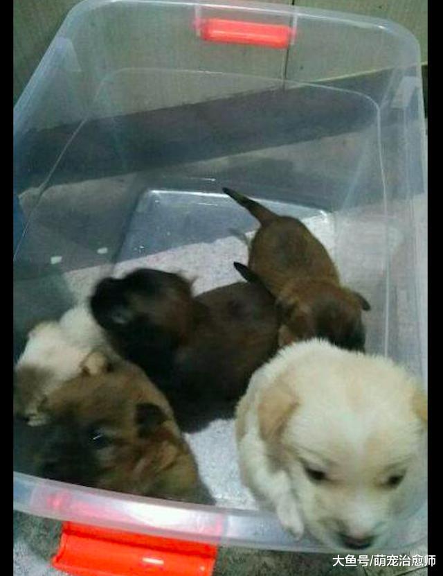 刚出生几天的小狗，被人装进塑料袋扔垃圾桶，好人路过救了它们！