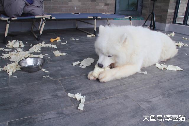 狗狗日常掉牙不可小视，面对五类情况，主人应及时保养爱犬牙齿