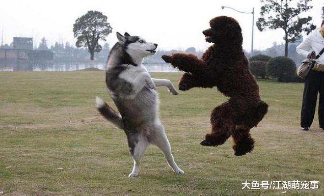 6个宠主常犯的错误，会让狗狗养成坏习惯