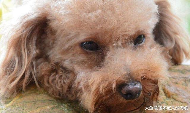 对泰迪犬来讲，宠主的这些行为，就如同惩罚