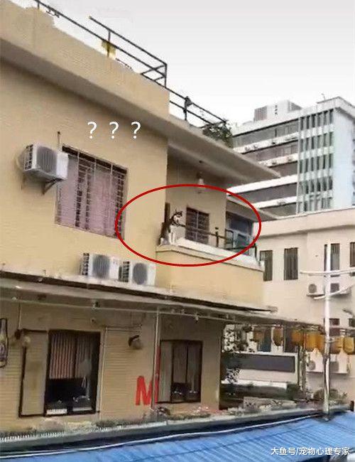 对面阳台上有一只二哈，拉近镜头发现怪事：需要叫救护车嘛