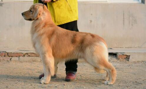金毛犬对主人的亲和力比较差是怎么回事