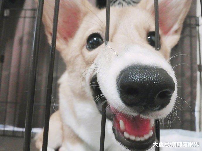 狗，是一种很喜欢用嘴卡住栏杆的动物……